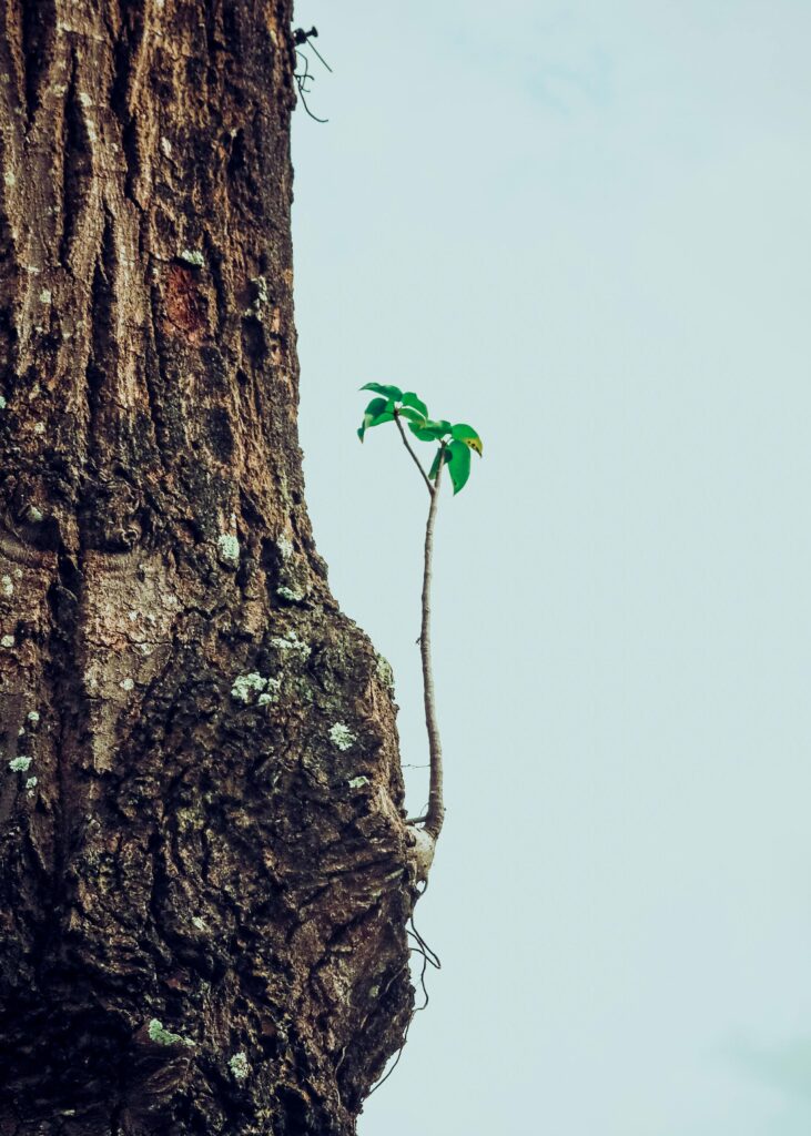 Home Vertical shot of a tree trunk with small branch and leaves emerging, symbolizing new growth.